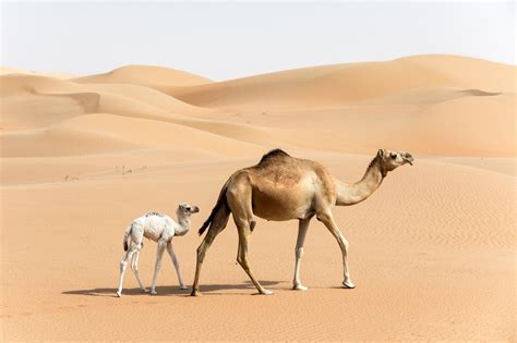 how do camels survive in the heat of uae